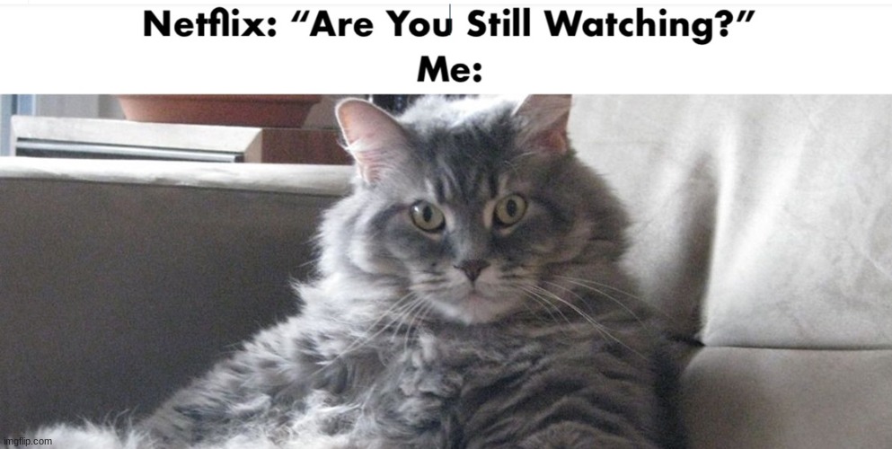 heck yes I sure am | image tagged in funny memes,cats,netflix | made w/ Imgflip meme maker