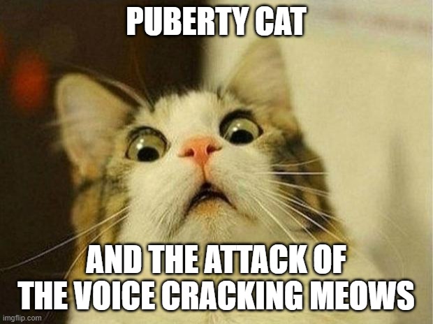 PUBERTY CAT LMAO | PUBERTY CAT; AND THE ATTACK OF THE VOICE CRACKING MEOWS | image tagged in memes,scared cat,puberty,cat | made w/ Imgflip meme maker