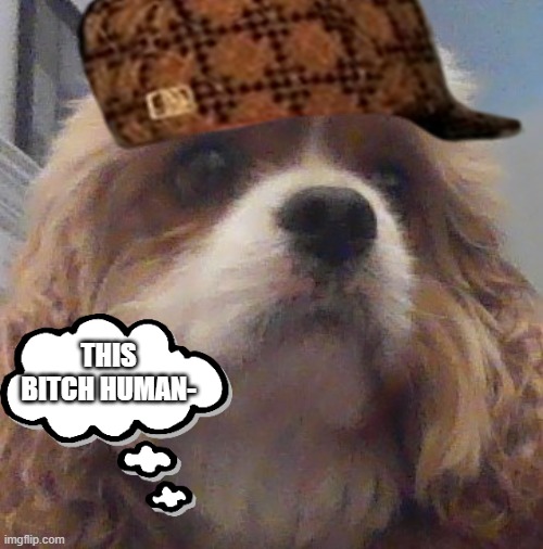 dog reveal :D what for? i dont know... | THIS BITCH HUMAN- | image tagged in dog,cute | made w/ Imgflip meme maker