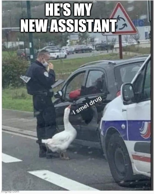 WHEN THEY ACTUALLY "DEFUND" THE POLICE | HE'S MY NEW ASSISTANT | image tagged in police,duck,goose | made w/ Imgflip meme maker