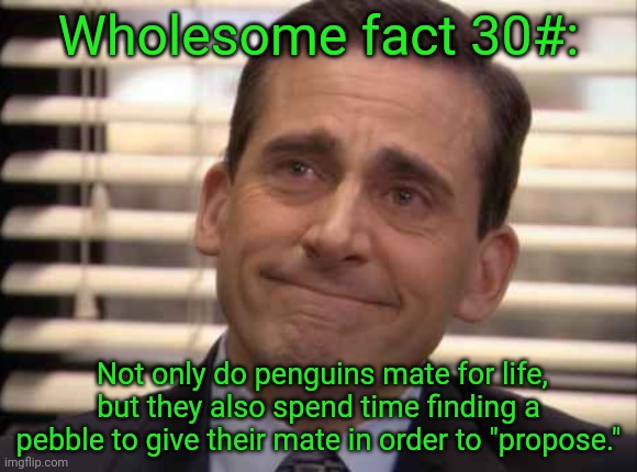 wholesome | Wholesome fact 30#:; Not only do penguins mate for life, but they also spend time finding a pebble to give their mate in order to "propose." | image tagged in wholesome | made w/ Imgflip meme maker