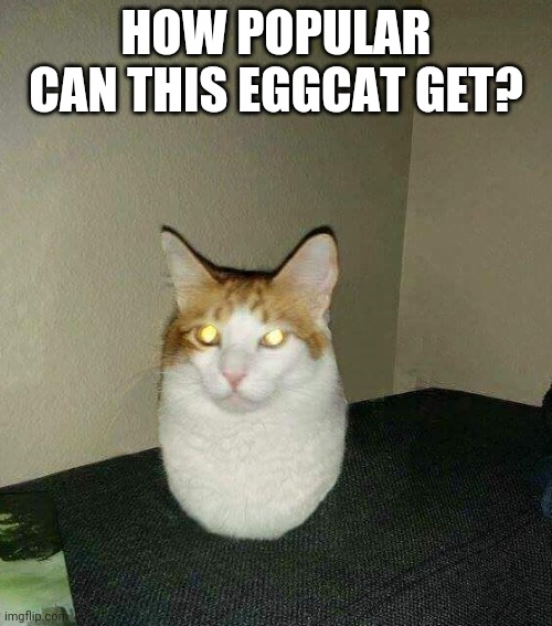 eggcat | HOW POPULAR CAN THIS EGGCAT GET? | image tagged in eggcat | made w/ Imgflip meme maker