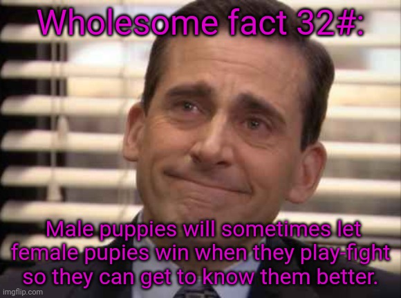 wholesome | Wholesome fact 32#:; Male puppies will sometimes let female pupies win when they play-fight so they can get to know them better. | image tagged in wholesome | made w/ Imgflip meme maker