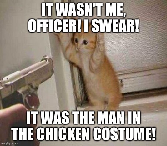Cat meme! (Who watches GRIAN? Bc I got the idea from him!) | IT WASN’T ME, OFFICER! I SWEAR! IT WAS THE MAN IN THE CHICKEN COSTUME! | image tagged in kitten,chicken,cute,adorable,jackalopianswhereuat,grianminecraft youtuber joke | made w/ Imgflip meme maker