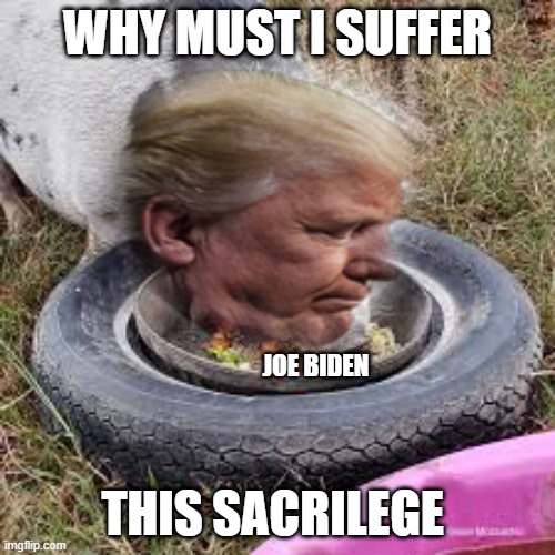 Donald pig | WHY MUST I SUFFER; JOE BIDEN; THIS SACRILEGE | image tagged in donald trump | made w/ Imgflip meme maker