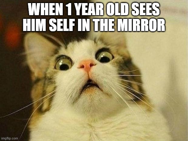 huh | WHEN 1 YEAR OLD SEES HIM SELF IN THE MIRROR | image tagged in memes,scared cat | made w/ Imgflip meme maker