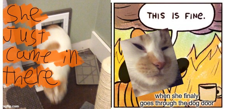 cat | when she finaly goes through the dog door | image tagged in memes,this is fine | made w/ Imgflip meme maker