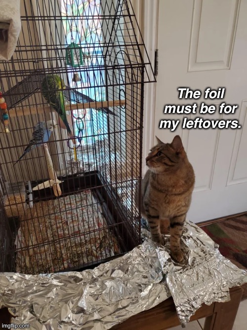The foil trick didn’t work on my cat either. He was too smart. | The foil must be for my leftovers. | image tagged in funny memes,funny cat memes,funny,cats,funny cats | made w/ Imgflip meme maker