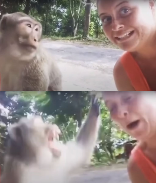 High Quality Monkey Attacking Tourist Blank Meme Template