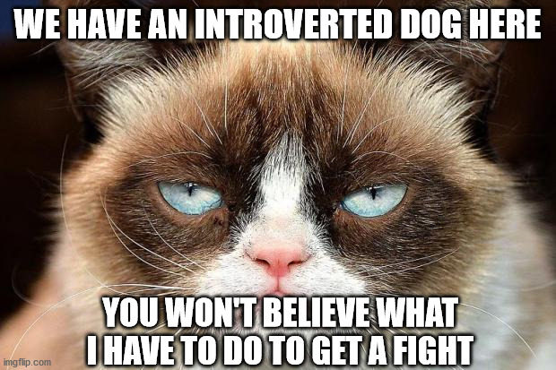 Grumpy Cat Not Amused | WE HAVE AN INTROVERTED DOG HERE; YOU WON'T BELIEVE WHAT I HAVE TO DO TO GET A FIGHT | image tagged in memes,grumpy cat not amused,grumpy cat | made w/ Imgflip meme maker