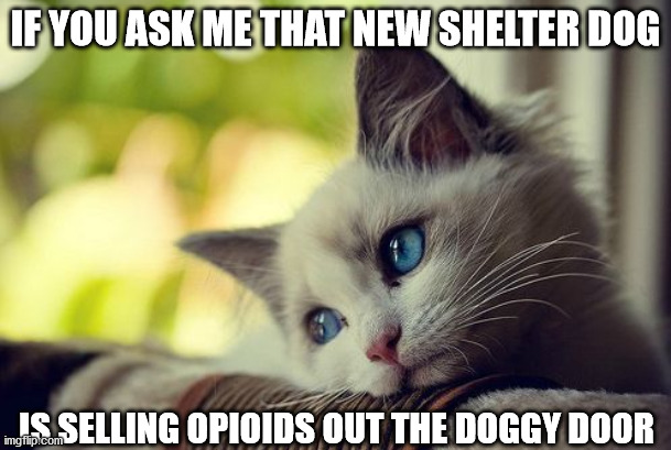 First World Problems Cat | IF YOU ASK ME THAT NEW SHELTER DOG; IS SELLING OPIOIDS OUT THE DOGGY DOOR | image tagged in memes,first world problems cat | made w/ Imgflip meme maker
