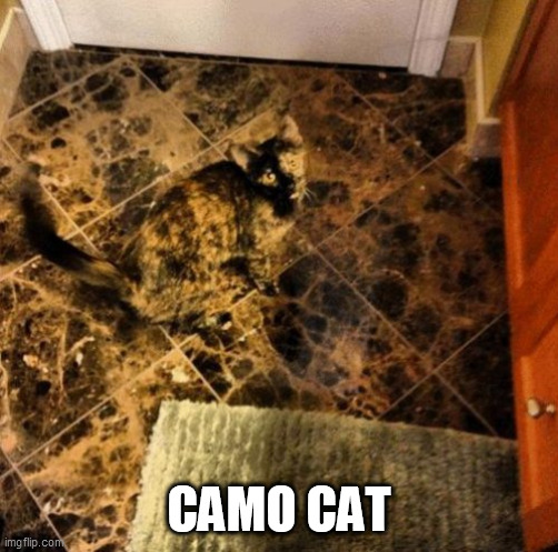 where | CAMO CAT | image tagged in where | made w/ Imgflip meme maker