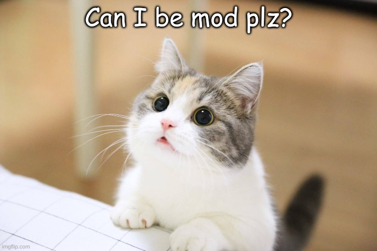 I was in the other stream | Can I be mod plz? | image tagged in cute cat | made w/ Imgflip meme maker
