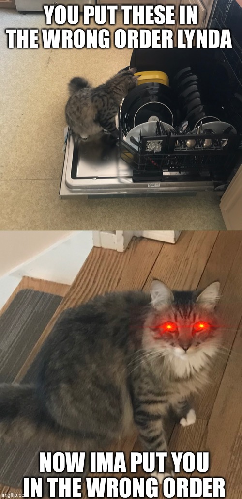 Lynda’s dishes | YOU PUT THESE IN THE WRONG ORDER LYNDA; NOW IMA PUT YOU IN THE WRONG ORDER | image tagged in funny cats | made w/ Imgflip meme maker