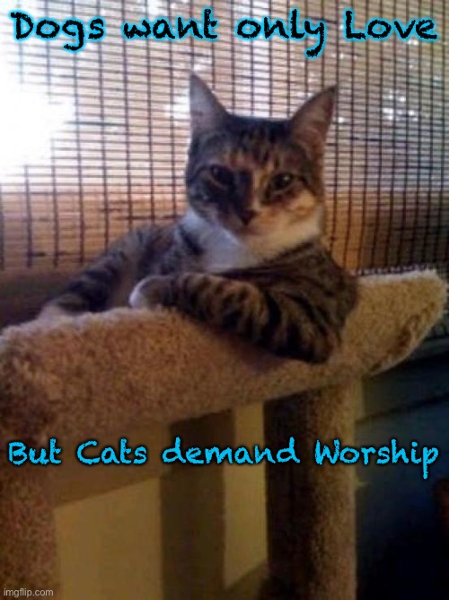 The Most Interesting Cat In The World Meme | Dogs want only Love; But Cats demand Worship | image tagged in memes,the most interesting cat in the world | made w/ Imgflip meme maker