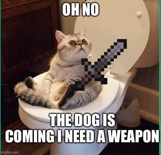 ...haaaaaa | OH NO; THE DOG IS COMING I NEED A WEAPON | image tagged in cat | made w/ Imgflip meme maker