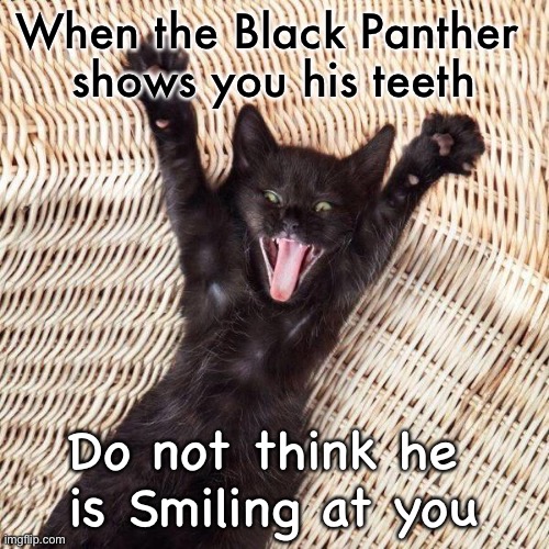 Happy cat  | When the Black Panther 
shows you his teeth; Do not think he 
is Smiling at you | image tagged in happy cat | made w/ Imgflip meme maker