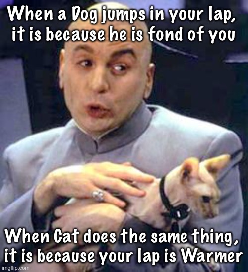 Dr Evil Cat | When a Dog jumps in your lap, 
it is because he is fond of you; When Cat does the same thing, 
it is because your lap is Warmer | image tagged in dr evil cat | made w/ Imgflip meme maker