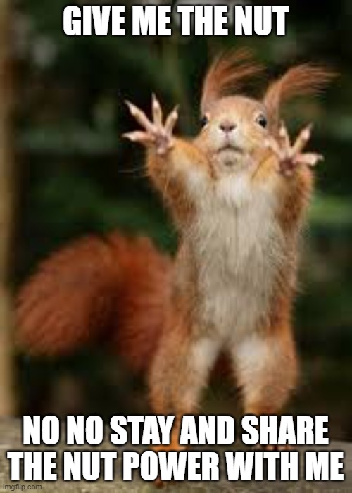nuts | GIVE ME THE NUT; NO NO STAY AND SHARE THE NUT POWER WITH ME | image tagged in animals | made w/ Imgflip meme maker