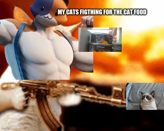 CAT | MY CATS FIGTHING FOR THE CAT FOOD | image tagged in cat,gun,fight | made w/ Imgflip meme maker