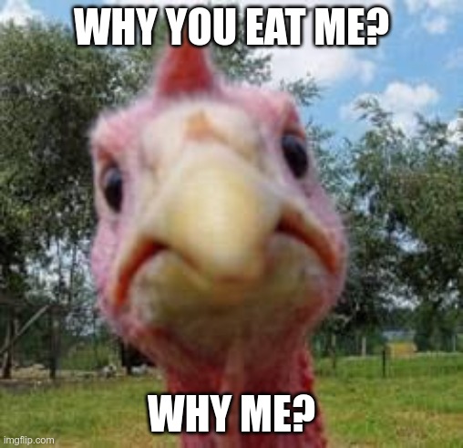 turkey | WHY YOU EAT ME? WHY ME? | image tagged in turkey | made w/ Imgflip meme maker