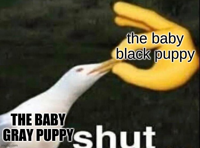 SHUT | the baby black puppy THE BABY GRAY PUPPY | image tagged in shut | made w/ Imgflip meme maker