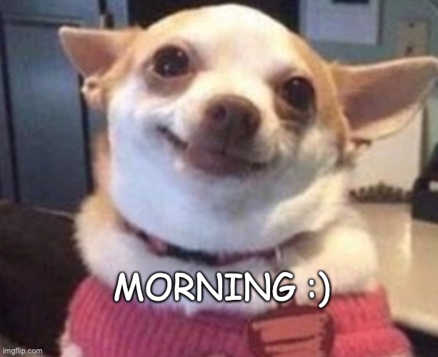 Happy dawg |  MORNING :) | image tagged in good morning,dog,chihuahua | made w/ Imgflip meme maker