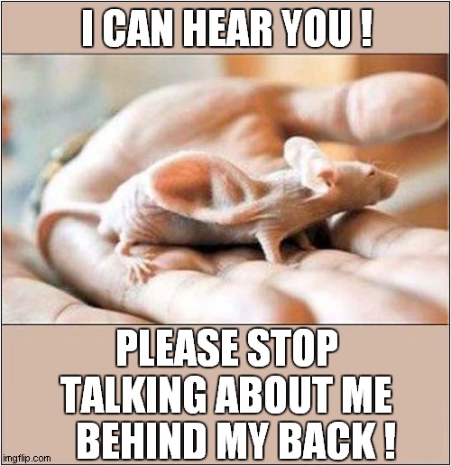 This Mouse 'ears Everything ! | I CAN HEAR YOU ! PLEASE STOP TALKING ABOUT ME; BEHIND MY BACK ! | image tagged in mouse,genetically modified,hearing,frontpage | made w/ Imgflip meme maker