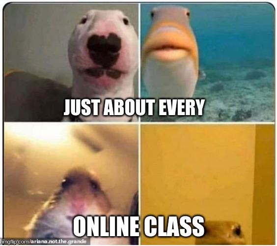 animals close to camera | JUST ABOUT EVERY; ONLINE CLASS | image tagged in animals close to camera | made w/ Imgflip meme maker