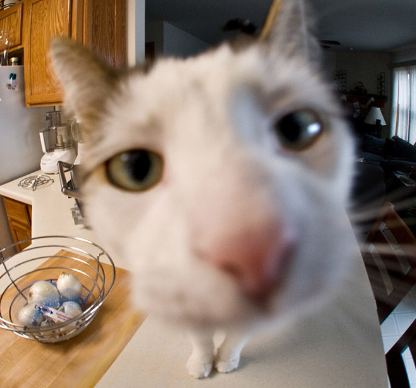 High Quality cat close to camera Blank Meme Template
