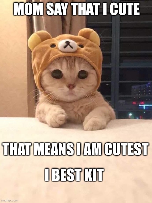 Cutest Cat | MOM SAY THAT I CUTE; THAT MEANS I AM CUTEST; I BEST KIT | image tagged in rilakuma cat,cute cat,so cute | made w/ Imgflip meme maker