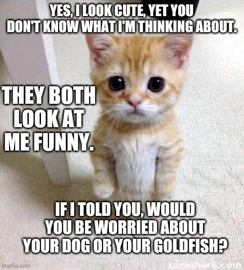 Cute cat's not what they seem | YES, I LOOK CUTE, YET YOU DON'T KNOW WHAT I'M THINKING ABOUT. THEY BOTH LOOK AT ME FUNNY. IF I TOLD YOU, WOULD YOU BE WORRIED ABOUT YOUR DOG OR YOUR GOLDFISH? | image tagged in memes,cute cat | made w/ Imgflip meme maker