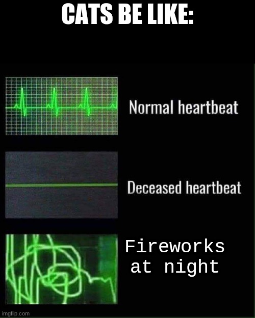Heart beat meme | CATS BE LIKE:; Fireworks at night | image tagged in heart beat meme,cats | made w/ Imgflip meme maker