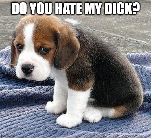 Do you hate my dick? | DO YOU HATE MY DICK? | image tagged in puppy,dick,sad | made w/ Imgflip meme maker