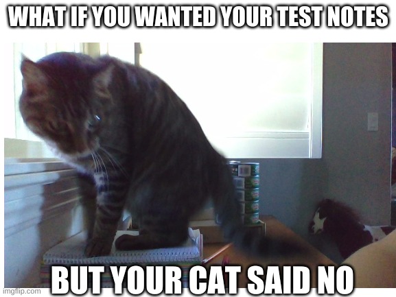 cat says no | WHAT IF YOU WANTED YOUR TEST NOTES; BUT YOUR CAT SAID NO | image tagged in funny,cats,no work for u | made w/ Imgflip meme maker