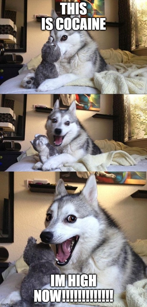 Bad Joke Dog | THIS IS COCAINE; IM HIGH NOW!!!!!!!!!!!!! | image tagged in bad joke dog | made w/ Imgflip meme maker