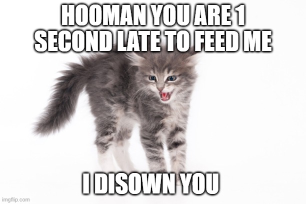 HOOMAN YOU ARE 1 SECOND LATE TO FEED ME; I DISOWN YOU | image tagged in funny cats | made w/ Imgflip meme maker