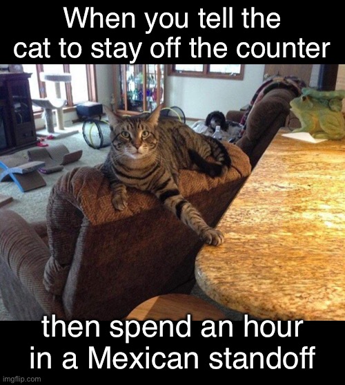 It’s Taunting! | When you tell the cat to stay off the counter; then spend an hour in a Mexican standoff | image tagged in funny memes,funny cat memes,funny,cats,funny cats | made w/ Imgflip meme maker