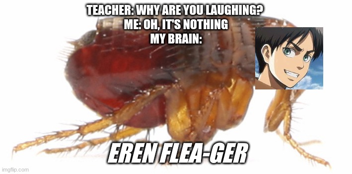 flea | TEACHER: WHY ARE YOU LAUGHING? 
ME: OH, IT'S NOTHING
MY BRAIN:; EREN FLEA-GER | image tagged in flea | made w/ Imgflip meme maker