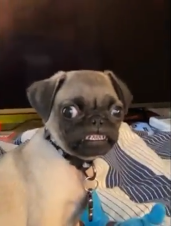 Smug Pug Blank Meme Template