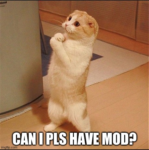 pls | CAN I PLS HAVE MOD? | image tagged in can i has food | made w/ Imgflip meme maker