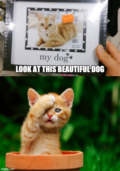 That's not a dog!!! | image tagged in cat facepaw,funny | made w/ Imgflip meme maker