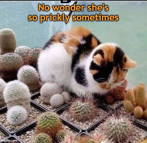 Prickly Cat | No wonder she's
so prickly sometimes | image tagged in cat,cats,funny cats | made w/ Imgflip meme maker