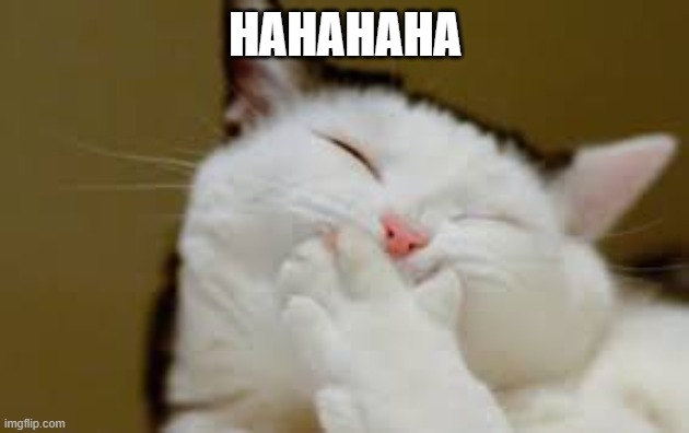 Cat laughing | HAHAHAHA | image tagged in cat laughing | made w/ Imgflip meme maker