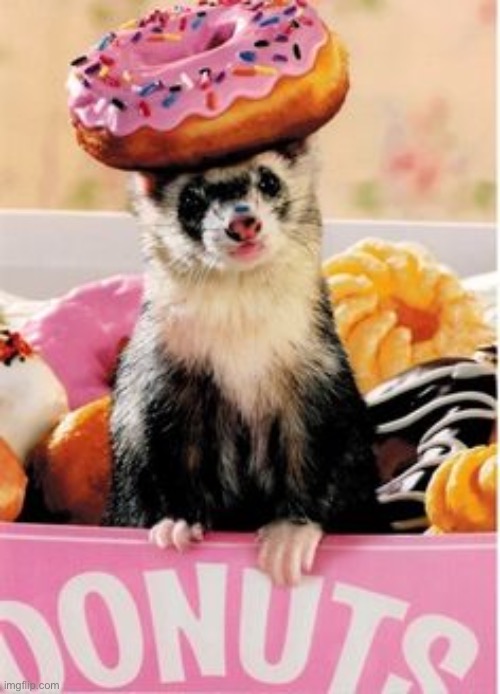 Donut Ferret | image tagged in donut ferret | made w/ Imgflip meme maker