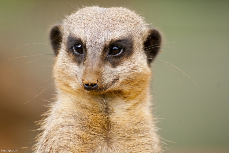 Rebel Mongoose | image tagged in rebel mongoose | made w/ Imgflip meme maker
