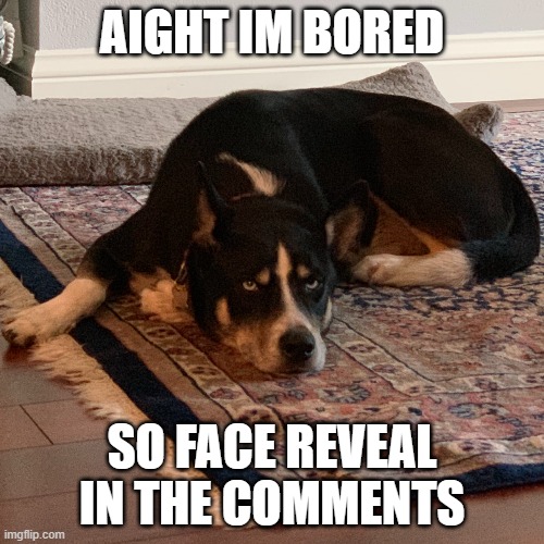 Bored doggo | AIGHT IM BORED; SO FACE REVEAL IN THE COMMENTS | image tagged in bored dog | made w/ Imgflip meme maker