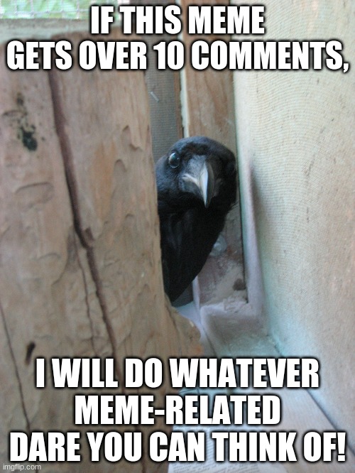 NO NSFW dares, NO face reveals. But besides that, I'm at the mercy of the commentful ones. | IF THIS MEME GETS OVER 10 COMMENTS, I WILL DO WHATEVER MEME-RELATED DARE YOU CAN THINK OF! | image tagged in peekaboo crow | made w/ Imgflip meme maker