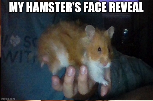 My hamster, Gingers face reveal | MY HAMSTER'S FACE REVEAL | image tagged in her curiousity will be the death of her | made w/ Imgflip meme maker
