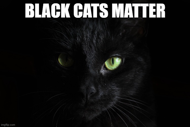 BLM | BLACK CATS MATTER | image tagged in black cat,oh no black cat | made w/ Imgflip meme maker